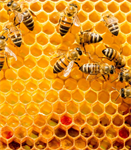 Alles rund um Bienen