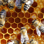 Bicker - Alles rund um Bienen